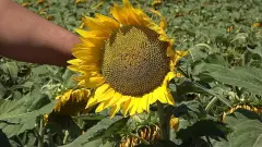Tarlalarda Sarsıcı 