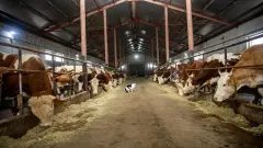 Ahırlarda Devasa Sermaye Devrimi: 7 Yıl Vadeli Hayvancılık Kredisi Geldi! Büyükbaş Alacak Çiftçiye Sarsıcı Kolaylık - Tarım Haber