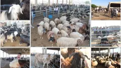 Besicilerin Gözü Kurban Pazarlarında: Büyükbaş Fiyatları Bayram Öncesi Rekor Seviyelere Tırmanıyor! - Tarım Haber