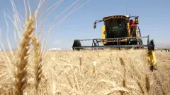 Küresel Buğday Piyasasında 'İran' ve 'Kuraklık' Rallisi: İki Ayın En Sert Yükselişi - Tarım Haber