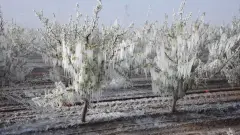 Meteoroloji'den Sarsıcı İkinci Dalga Uyarısı: 9 Nisan'da 40 İlde Devasa Zirai Don Riski!