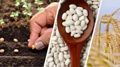Toprağa Devasa Can Suyu: Atıl Arazisini Eken Çiftçiye %75 Tohum Hibesi! Boş Tarla Kalmayacak!