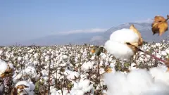 Tarlalarda Sarsıcı 