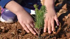 Toprakla Buluşan Fidanlara Devlet Eli: 2026 Yılı Ceviz, Badem ve Zeytin Bahçesi Destek Rakamları Netleşti! - Tarım Haber