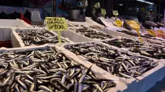 Mavi Vatan'da Gümüş Pırıltısı: 245 Bin Tonluk Rekor Hamsi Sezonu Mühürlendi - Tarım Haber