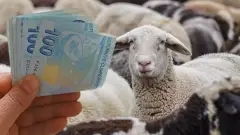 Hayvancılıkta 'Besi' Seferberliği: 500 Bin Başlık İthalat Silsilesi Resmen Başladı - Tarım Haber