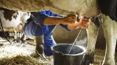 Süt Üreticisinde İflas Fırtınası: Maliyet 28 TL’yi Aştı, Tavsiye Fiyat 22 TL’de Çakıldı!