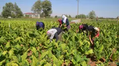 Üretimin Genç ve Kadın Gücü: 500 Bin TL'lik 'Cansuyu' Kredisi Silsilesi Yayında - Tarım Haber