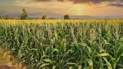 Mısır Tarlalarında Nisan Ayı Fiyatları: Yemlik ve Silajlık Pazarında Sarsıcı Rakamlar Deşifre Oldu! - Tarım Haber