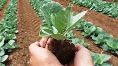 Mavi Etikette AB Standartı: Organik Tarımda 'Yeni Mevzuat' Silsilesi Başladı - Tarım Haber