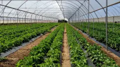 Zonguldak'ın Tarım Kalesi: Çaycuma Sera OTB’de Sarsılmaz Üretim Dönemi Başladı - Tarım Haber