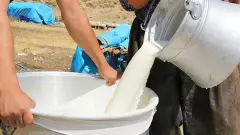 Süt Sektöründe 30 TL Fırtınası: Üreticiden USK’ya Sarsıcı Ültimatom! Zarar Çıkmazı Derinleşiyor!