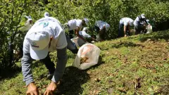 Tarımda Çocuk İşçiliği Denetimi Nisan'da Sıklaşıyor: Çiftçilere Yasal Uyarı! - Tarım Haber