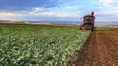 Tarlalarda Sarsıcı 'Miras' Depremi: Bölünemez Arazi Yasası Deşifre Oldu, Kardeş Payı Masalı Çöktü! - Tarım Haber