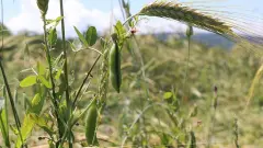 Tarlalarda 'Yeşil' Bereket: Yem Bitkisi Desteği Silsilesi Nisan Ayında Hesaplarda - Tarım Haber
